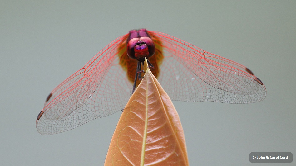 J17_2943 Trithemis aurora male.JPG